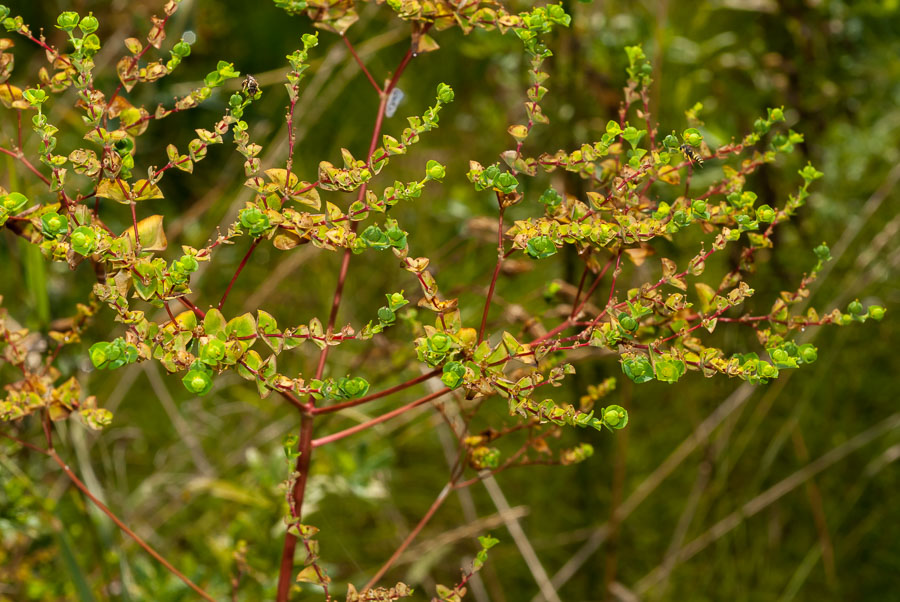 Euphorbia platyphyllos
